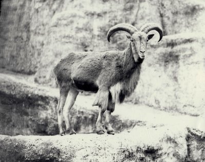 Male Barbary sheep on the Mappin terrace, London Zoo by Frederick William Bond
